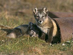 Cross Fox Kits Play in Abandoned Pipe, Arctic National Wildlife Refuge, Alaska